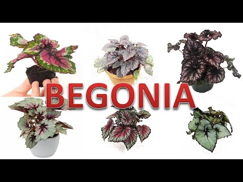 Video: Menemukan Klasifikasi Begonia Melalui Daun Begonia