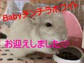 チンチラ・ホワイトBabyお迎えしました♪