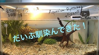 Ryosukeの50センチ水槽 Youtube Ryosukeの50センチ水槽 Youtube