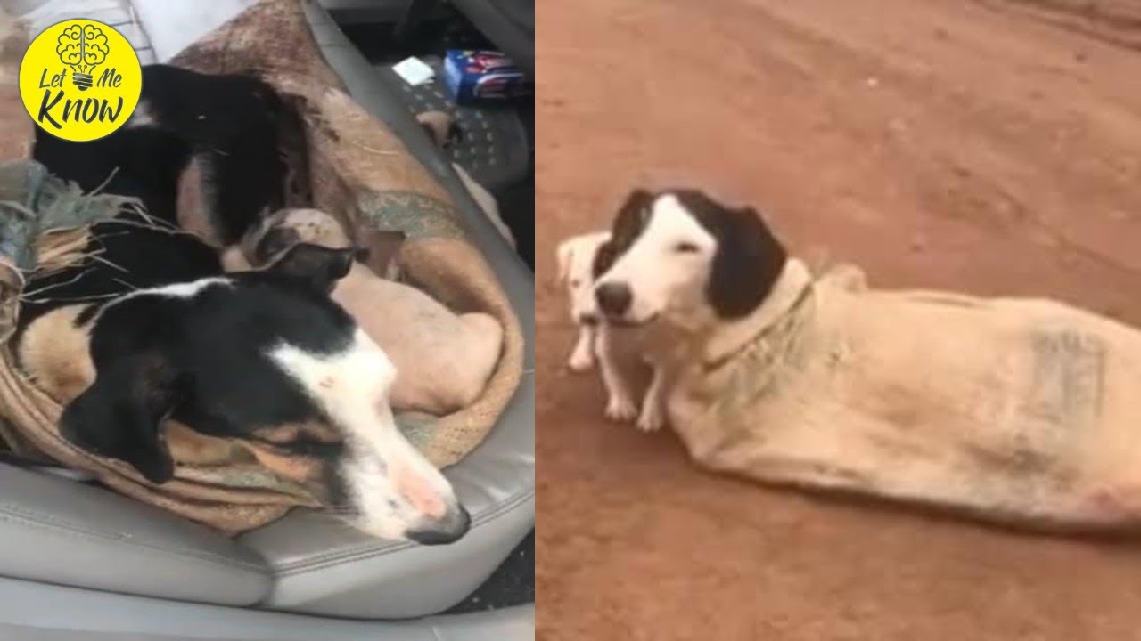 Woman Saves Dog With Her Puppies Dumped In A Sack - YouTube