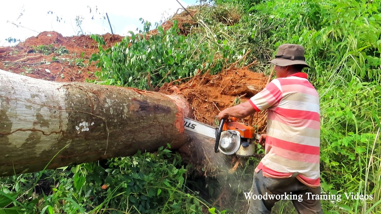 Best Tree Cut Down With Amazing Skills! World STIHL Chainsaw MS720 ...