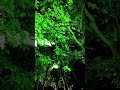 রাতের প্রাকৃতিক দৃশ্য #shorts # viral shorts # nature