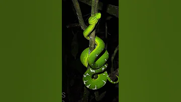 Emerald Tree Boa: Nature's Perfect Predator #shortsvideo #wildlife #venomoussnake