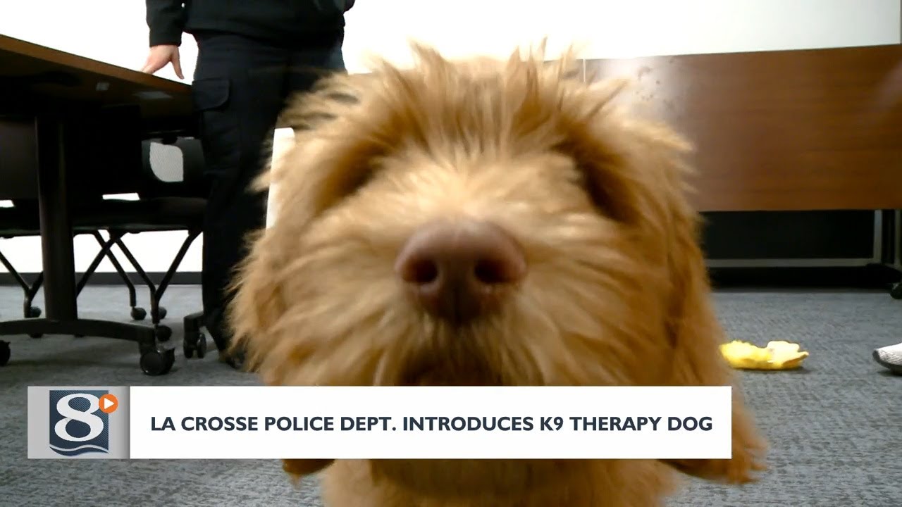 La Crosse Police Department introduces K9 therapy dog YouTube