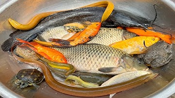 Kem Chanel lái công nông bắt cá trong chum có cá chép, cá vàng, cá trê, con rùa màu sắc, con cóc