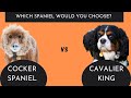 Cocker Spaniel vs Cavalier King Charles Spaniel Which One is Right for You