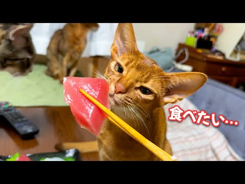 マグロが食べたすぎる子猫の”圧”がすごすぎました…