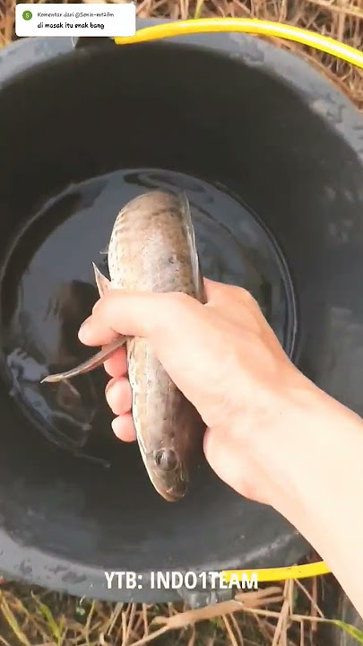 Dapat chana monster hasil tajur umpan katak, ikan berusia 5 tahun berhasil ditangkap #gabusmonster