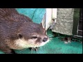 【日立市かみね動物園】カワウソフィーバー の動画、YouTube動画。