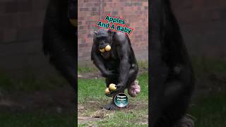 Apples And A Baby Chimp Alice #Food #Mukbang