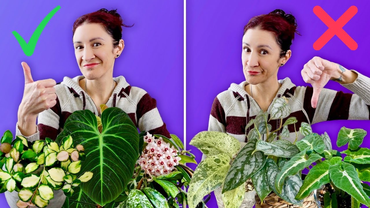 Plants I Was Influenced to Buy: Which Were WINS and Which Were FAILS?