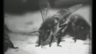 Новое в технологии ведения пчеловодства СССР