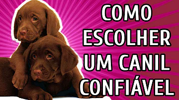 Como saber se o canil é registrado no CBKC?