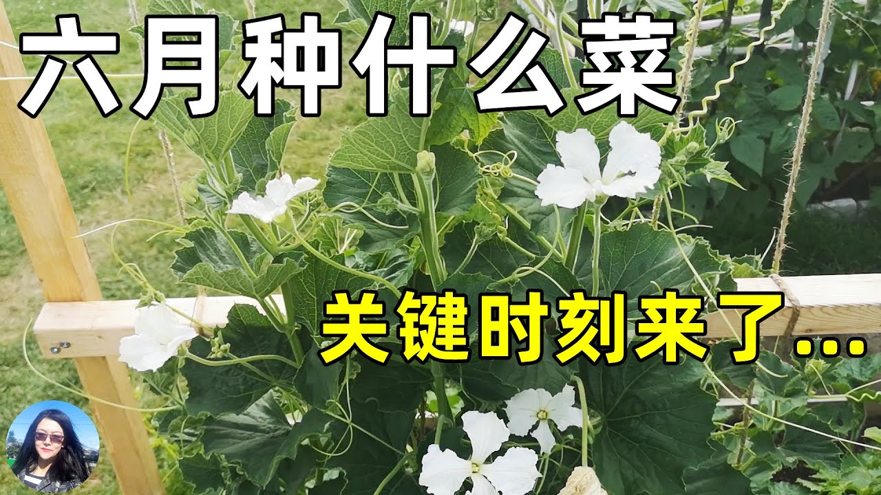 What Vegetables To Grow In June 六月种什么菜 农忙最关键的时候到了 Youtube