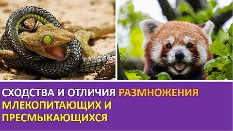 17. Сходства и отличия размножения млекопитающих и пресмыкающихся