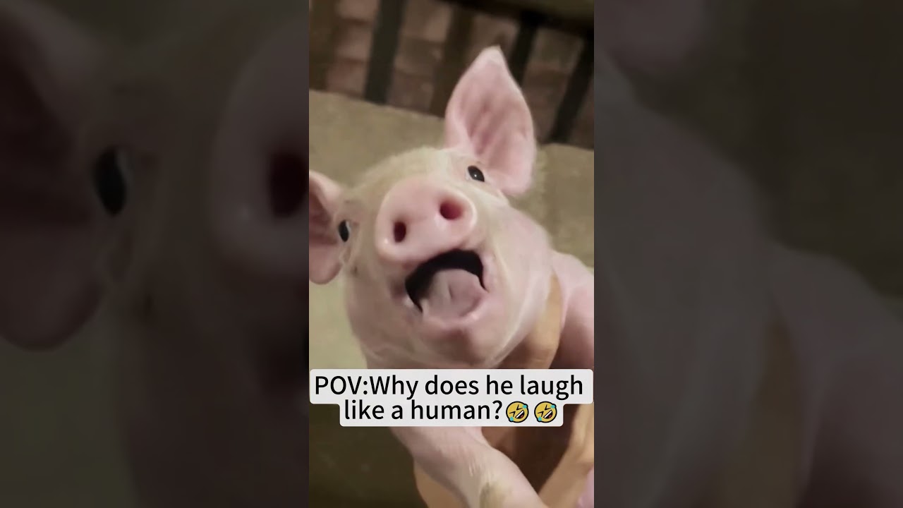 #funny #lifeisbutadream #animals #funnyanimal #ihavethisthingwithplants #funnyanimals #cute