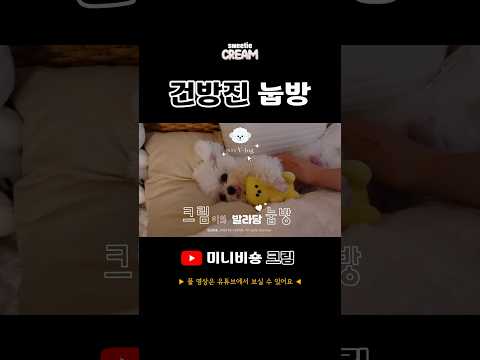 크림이 이제 누워서 브이로그 #puppy