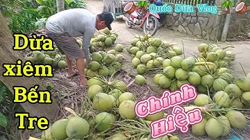 Nay Quốc dừa hái dừa xiêm xanh rất đẹp rất to .chính hiêu bến tre #quocduavlog 