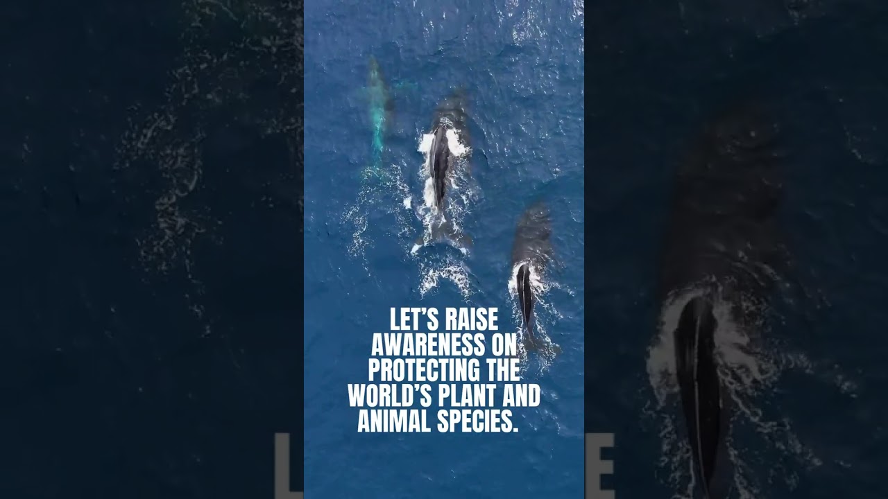 World Wildlife Conservation Day is celebrated in the US on December 4th