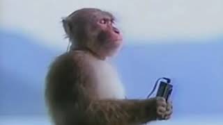 Monkey listening to music