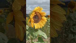 해바라기 따러 갈래? 🌻 멜버른 주말 당일치기 여행 💛 pick your own sunflowers, dunnstown, #멜버른 #melbournelife