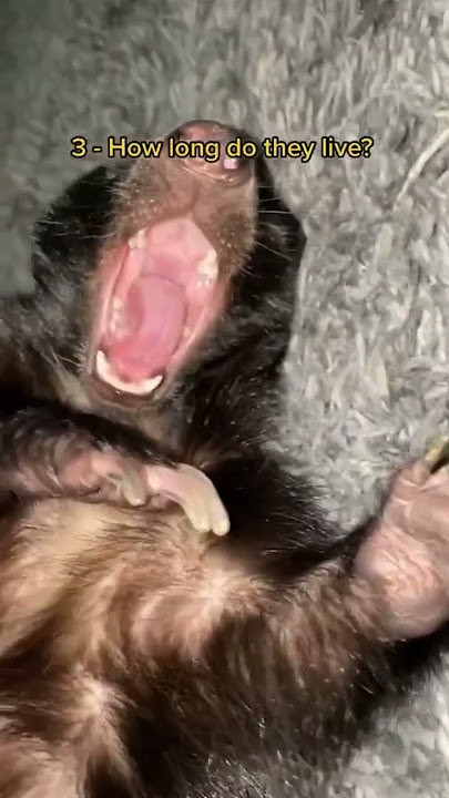 5 most asked questions about raising a domestic skunk. #pets #animals #ataritheskunk #petskunk