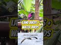 Amethyst (Violet-Backed) Starling on the Tree of Life | Narrated Animal Profile | Up the Totem Pole