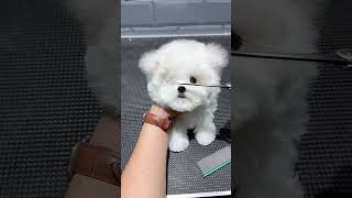 It Looks Better If You Look At It For A While. Isn’t It Beautiful? Bichon Cute Pet Debut Plan