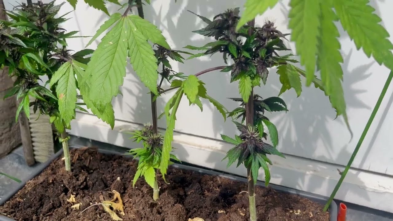 AUTO PURPLE WEED NABIERA KOLORÓW