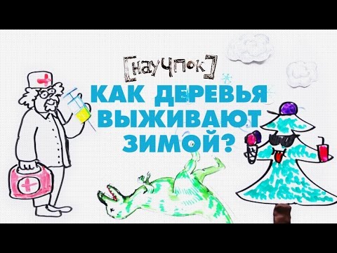 Как деревья выживают зимой? - Научпок