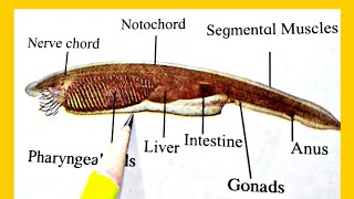 How To Draw Amphioxus Lancelet Labelled Diagram Phylum Chordata, Subphylum Cephalochordata