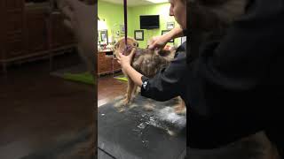 Terrier Handstripping