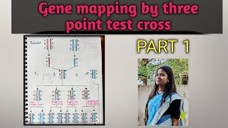 Gene mapping by three point test cross, part 1
