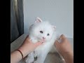 White kitten Casper