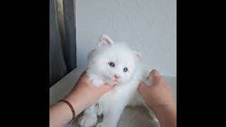 White kitten Casper