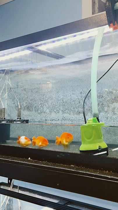 How to do a water change on your goldfish tank
