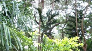 Crazy Screaming Monkey in Rainforest Going Ape Shit