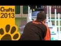 Flyball - Semi Finals - Nuneaton Titans Vs Dream Team South East - Crufts 2013 Flyball - Semi Finals - Nuneaton Titans Vs Dream Team South East - Crufts 2013