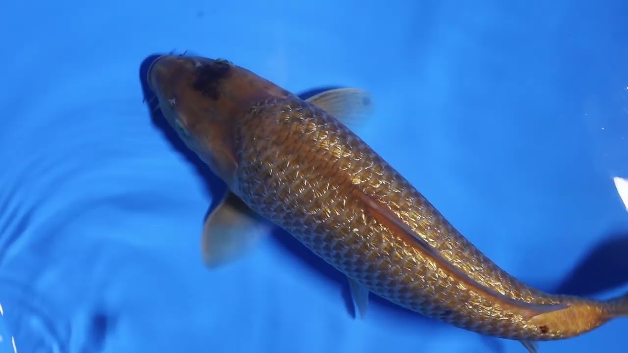 Samudra Koifarm - Akame Ginrin Caramel - 46cm - MVI 3788