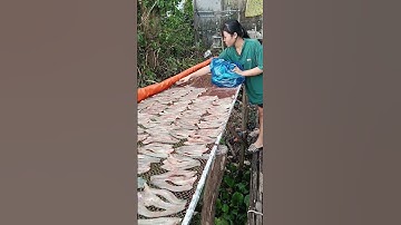 Khô cá lóc nhỏ hôm nay xuống giàn ngon quá cả nhà ơi #food