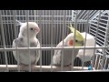 Cockatiel scream