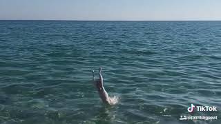 Jack russell diving