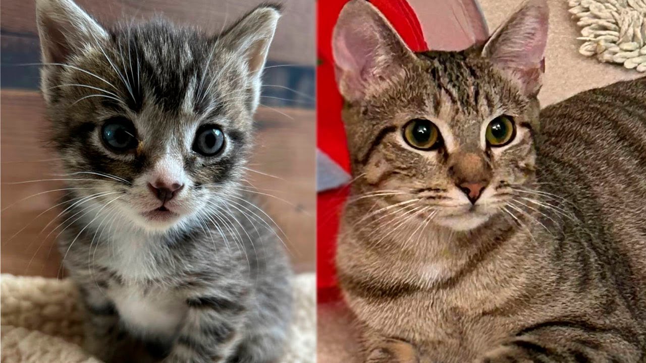 A young homeless mother cat does everything for her only kitten so that