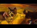 Dogs funny love story,Собачья свадьба.