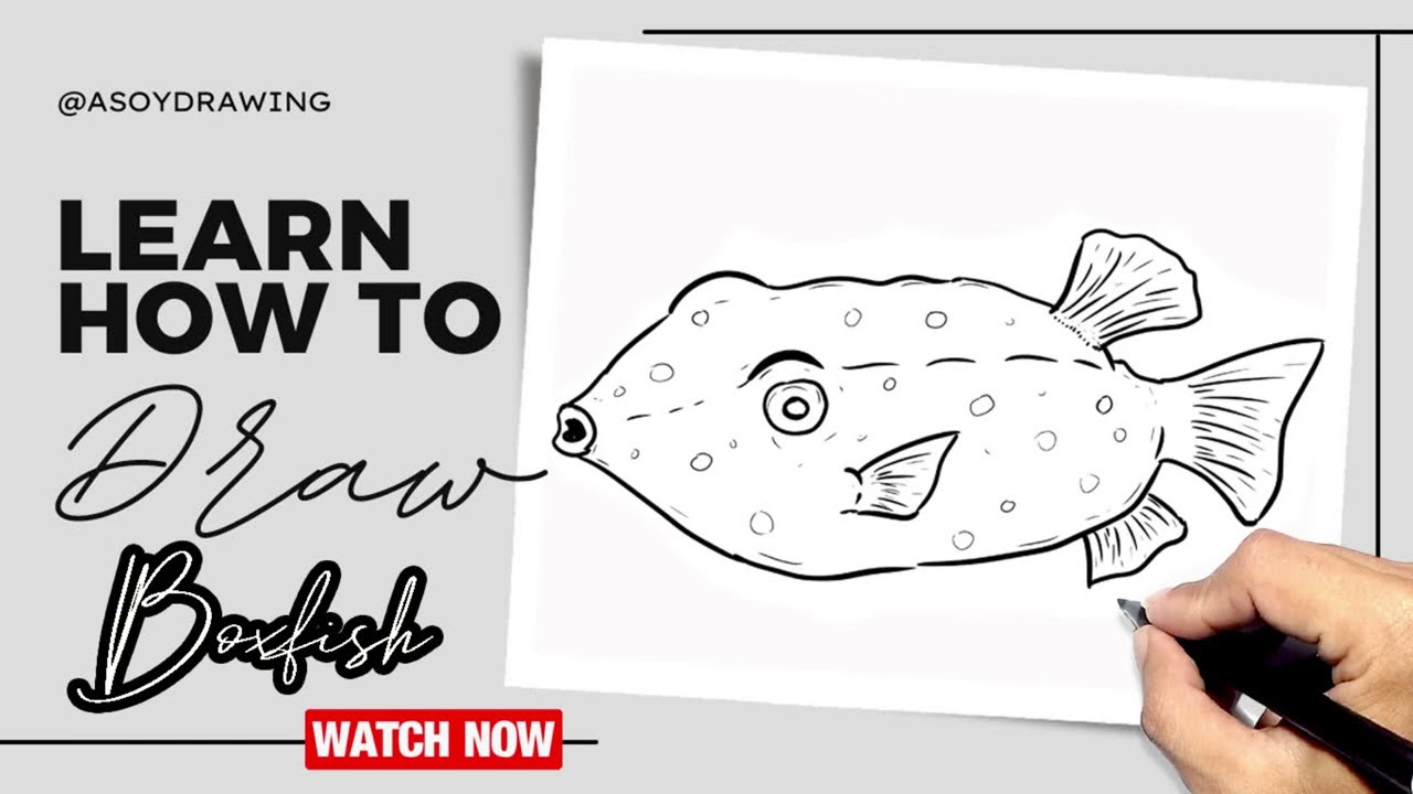 box fish drawing How to Draw Boxfish Easy Drawing