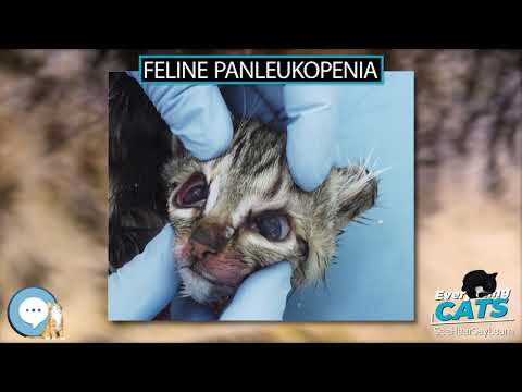 Βίντεο: Feline Panleukopenia Virus In Cats (Feline Distemper)