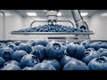 How Blueberries Process & Pack Inside the World's Largest Factory (All Process)