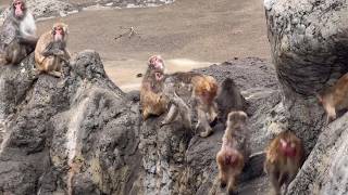 番外編 パンチくんは地震直後のサル山の様子2026年4月1日市川市動植物園ニホンザル