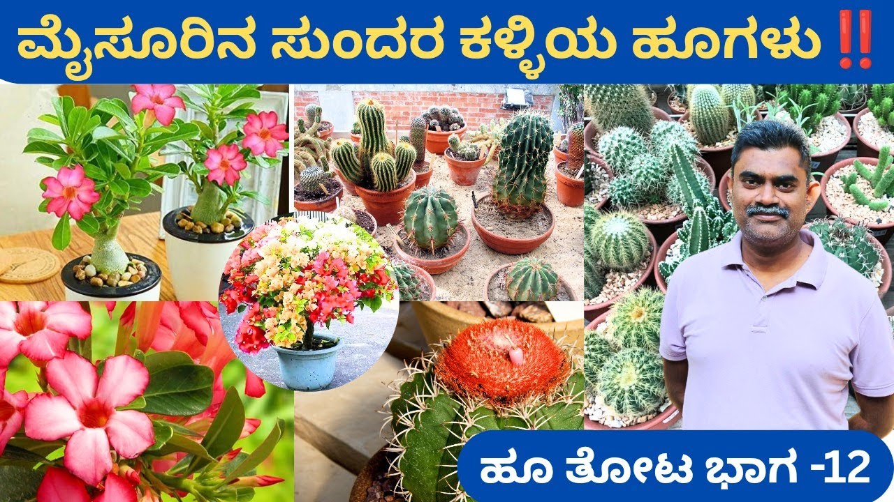ಹಲವಾರು ವಿಧದ ಕಳ್ಳಿ ಹೂ ಗಿಡಗಳು‼️5 ವಿಧದ ಅಲೋವೆರಾ ⁉️ ವೃತ್ತಿ ಸಾಫ್ಟ್ವೇರ್ ಪ್ರವೃತಿ ಕೃಷಿ @ರೋಷನ್ ಭಟ್ ಹುಣಸೂರು