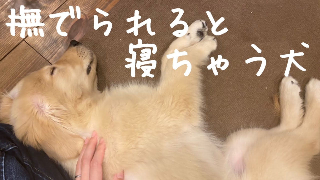眠くなると触って と近づいてきてすぐうとうとして寝ちゃう愛犬が可愛すぎる ゴールデンレトリバー Youtube